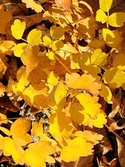 Thalictrum venulosum