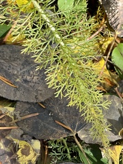 Achillea millefolium