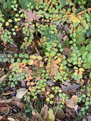 Cotoneaster divaricatus