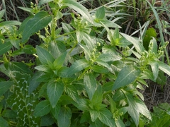 Mercurialis annua
