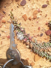 Mesembryanthemum canaliculatum