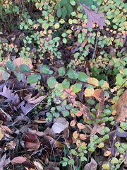 Cotoneaster divaricatus