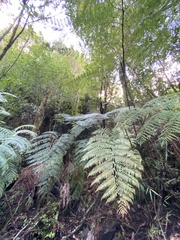Lophosoria quadripinnata