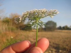 Daucus carota