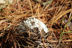 Amanita magniverrucata