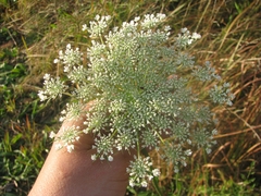 Daucus carota