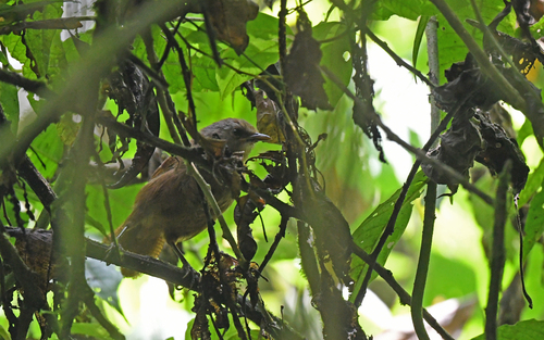 Sepia-brown Wren (Cinnycerthia olivascens), photo 6