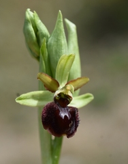 Ophrys sphegodes