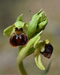 Ophrys sphegodes