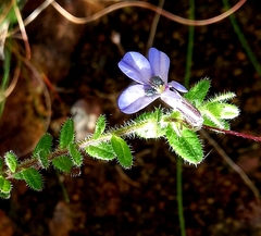 Lobelia neglecta