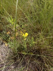 Ornithogalum dubium