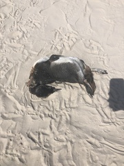 Spheniscus magellanicus