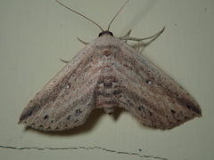 Arasada pyraliformis