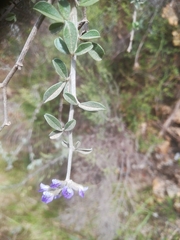 Psoralea hirta