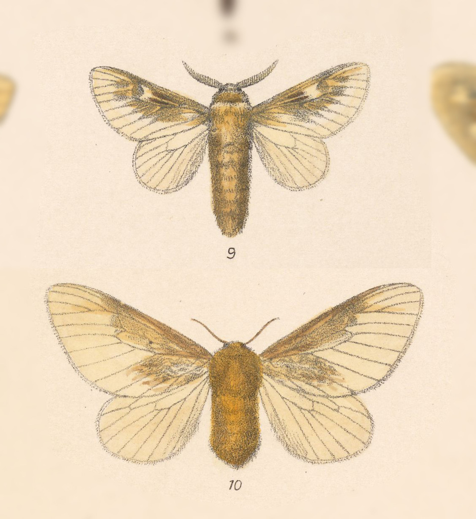 Megalopyge defoliata