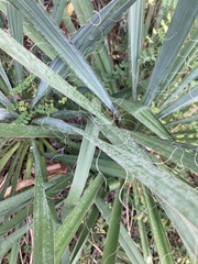 Yucca flaccida