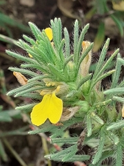 Ajuga chamaepitys
