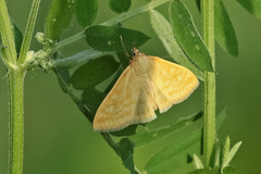 Sitochroa verticalis