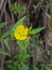 Ludwigia