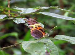 Heliconius numata