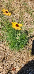 Thelesperma filifolium