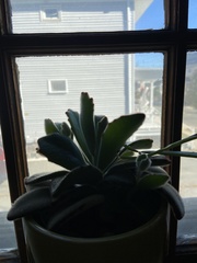 Kalanchoe tomentosa