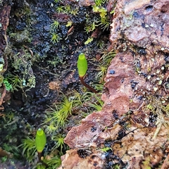 Buxbaumia viridis