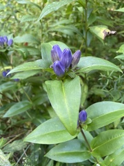 Gentiana clausa