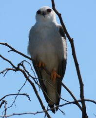 Elanus caeruleus caeruleus