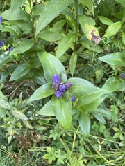 Gentiana clausa