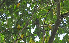 Spodiornis rusticus