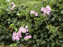 Podranea ricasoliana