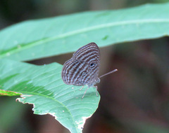 Semomesia tenella