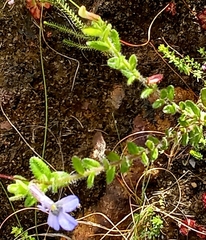 Lobelia neglecta