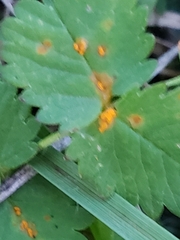 Phragmidium sanguisorbae