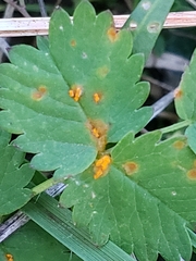 Phragmidium sanguisorbae