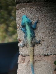 Acanthocercus atricollis