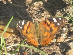 Vanessa cardui