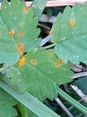 Phragmidium sanguisorbae