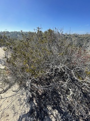 Comarostaphylis diversifolia