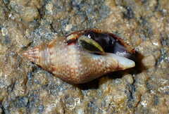 Buccinoidea