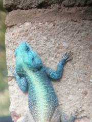 Acanthocercus atricollis