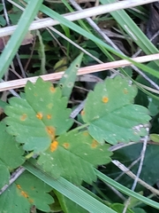 Phragmidium sanguisorbae