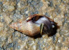 Buccinoidea
