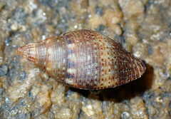 Buccinoidea