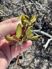 Comarostaphylis diversifolia