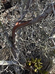 Comarostaphylis diversifolia