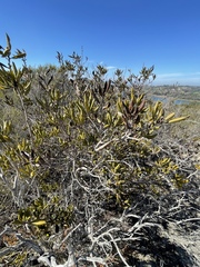 Comarostaphylis diversifolia