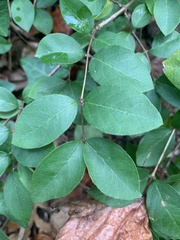 Lonicera fragrantissima