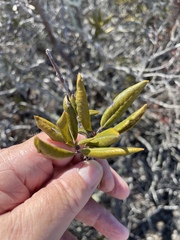 Comarostaphylis diversifolia
